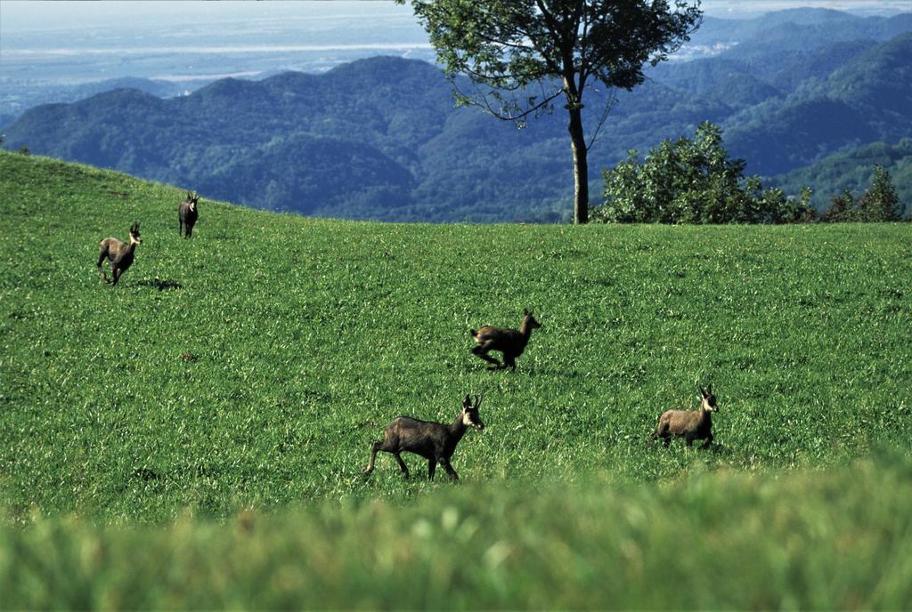 Baita Tana Da L'Ors Forgaria nel Friuli ภายนอก รูปภาพ