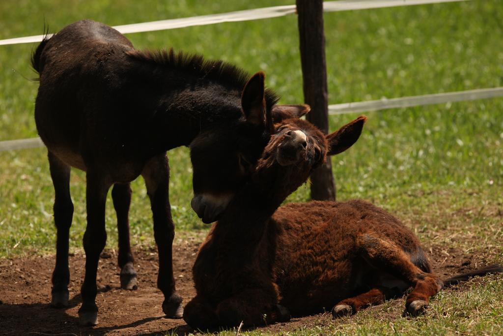 Baita Tana Da L'Ors Forgaria nel Friuli ภายนอก รูปภาพ